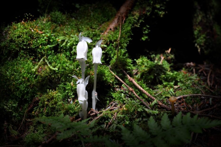Monotropa
