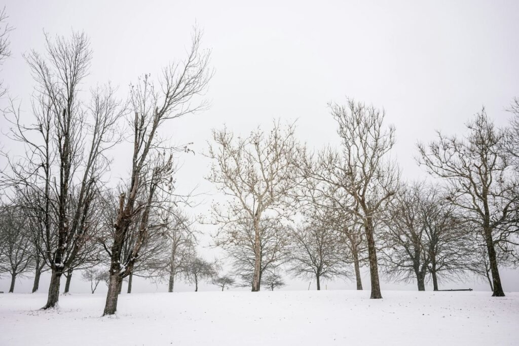 Medžiai žiemą yra aktyvesni nei manėme. Ką jie iš tiesų veikia šaltuoju metų laiku?