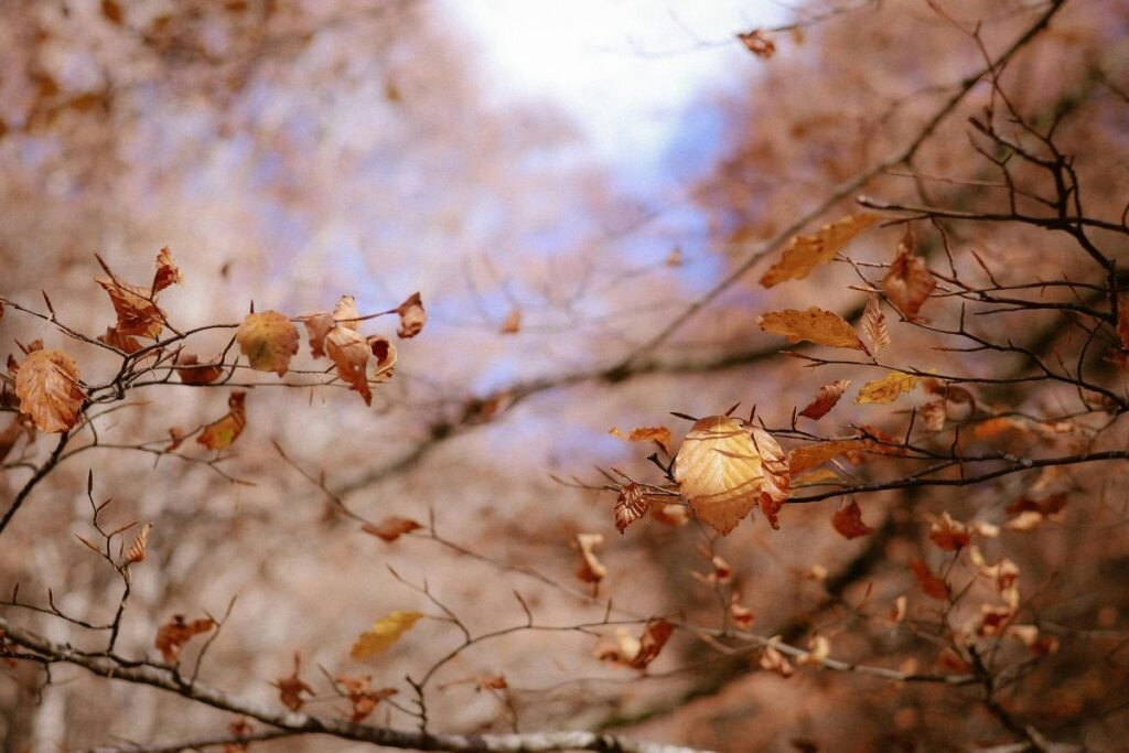 Medžiai žiemą yra aktyvesni nei manėme. Ką jie iš tiesų veikia šaltuoju metų laiku? Dormancija