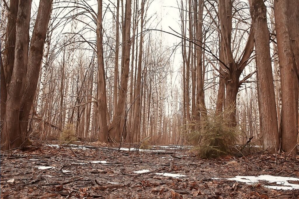 Medžiai žiemą: dormancija