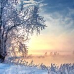 Medžiai žiemą yra aktyvesni nei manėme. Ką jie iš tiesų veikia šaltuoju metų laiku?