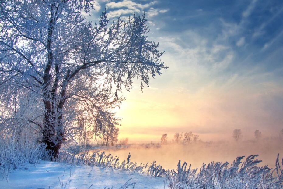Medžiai žiemą yra aktyvesni nei manėme. Ką jie iš tiesų veikia šaltuoju metų laiku?