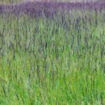 Melvenė – elegancijos ir paprastumo simbolis sode, kuriam neprireiks daug jūsų dėmesio