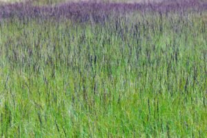 Melvenė – elegancijos ir paprastumo simbolis sode, kuriam neprireiks daug jūsų dėmesio