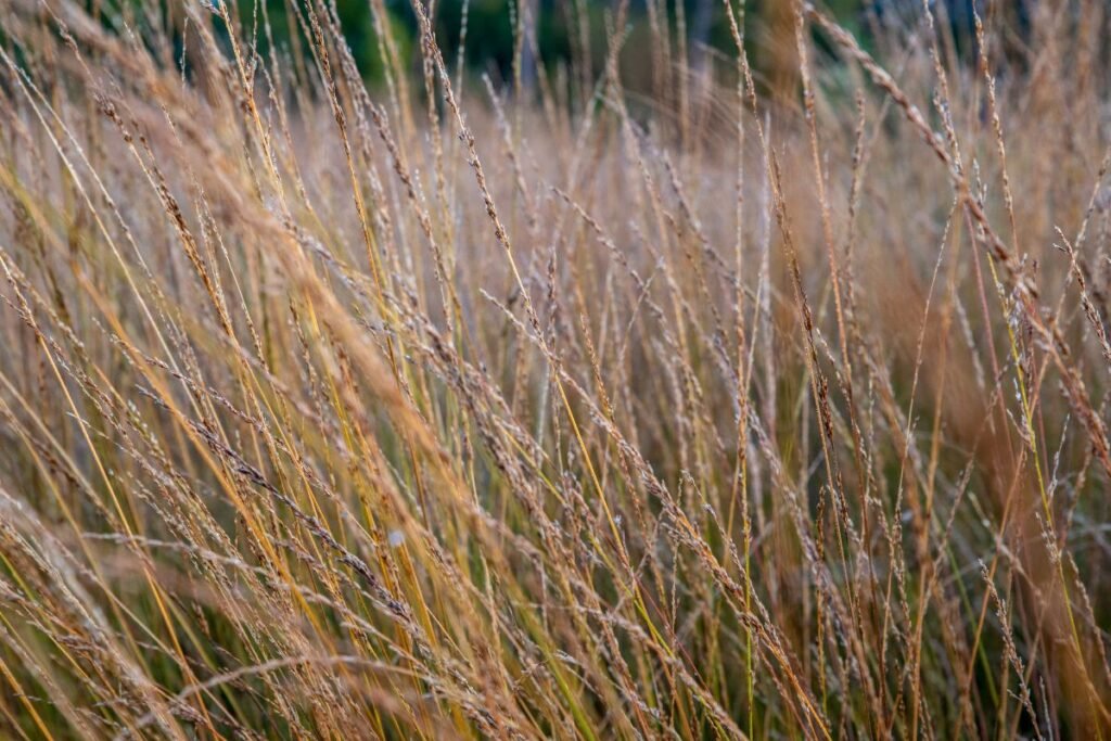 Melvenė: auginimas ir kita priežiūra