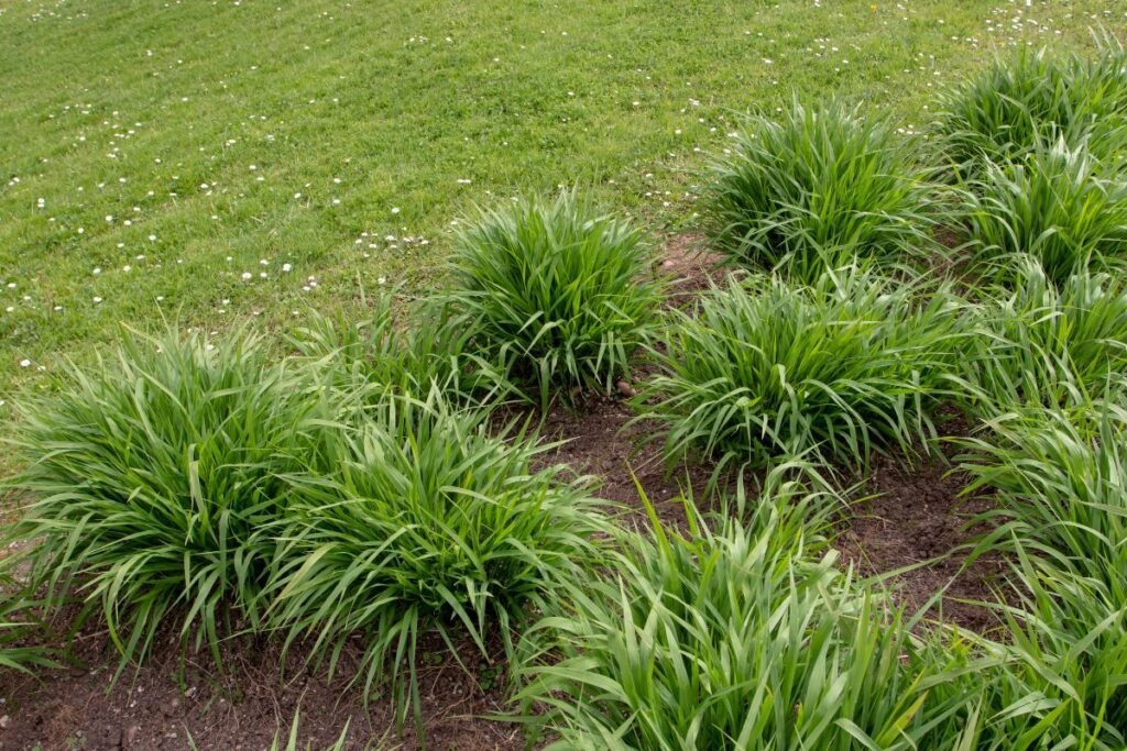 Populiariausios melvenės rūšys ir veislės