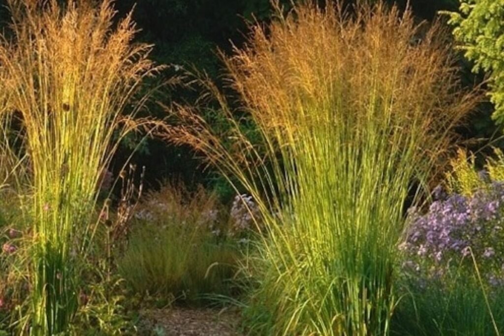 Melvenė kraštovaizdžio dizaine