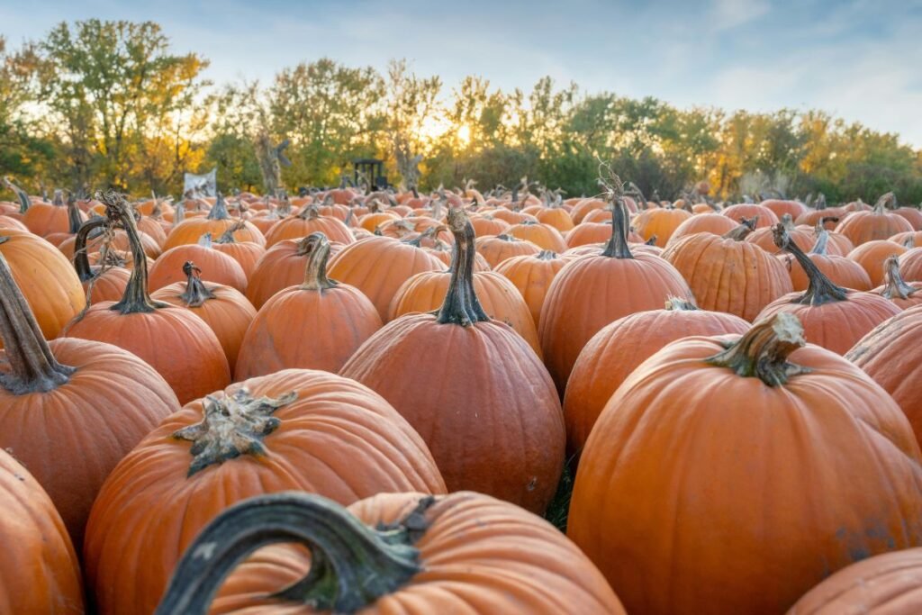 Moliūgas žiemai: kaip ir kur sandėliuoti šviežią?