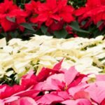 Puansetija: kaip išrinkti pačią gražiausią parduotuvėje ir rūpintis žydėjimu?