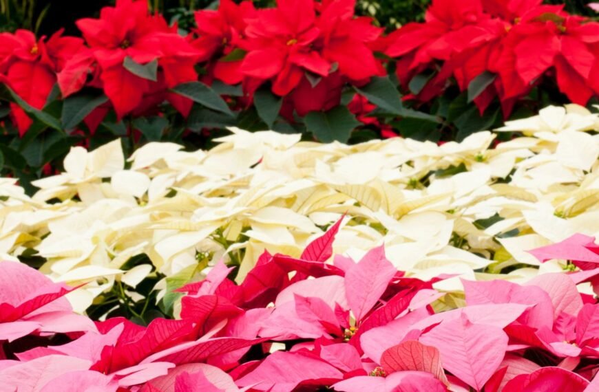 Puansetija: kaip išrinkti pačią gražiausią parduotuvėje ir rūpintis žydėjimu?