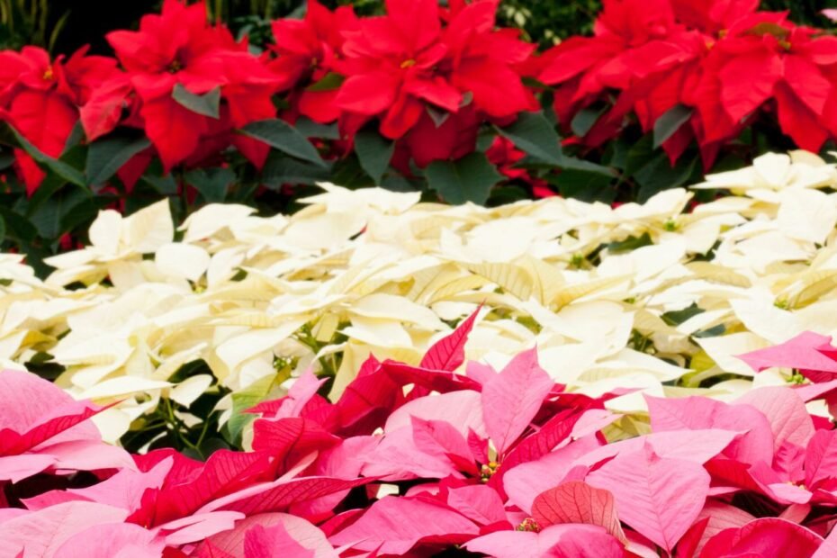 Puansetija 2 | Derlingas.lt Puansetija: kaip išrinkti pačią gražiausią parduotuvėje ir rūpintis žydėjimu?