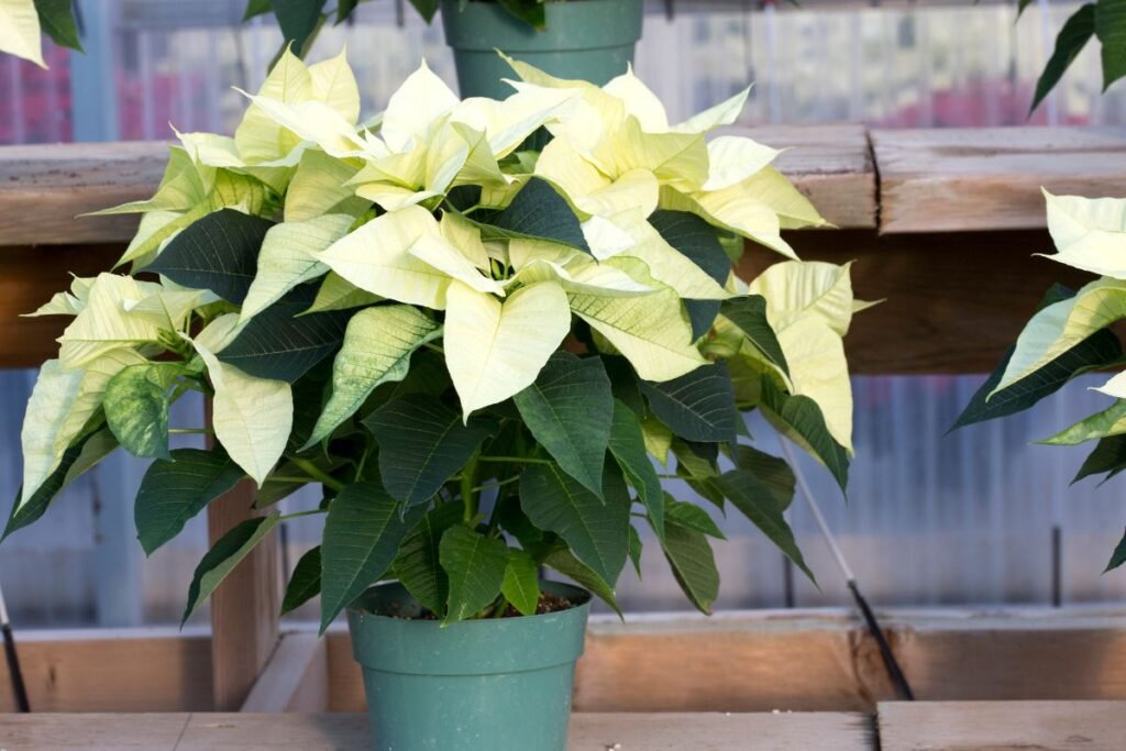 Puansetija 4 | Derlingas.lt Kaip ilgai puansetija išliks graži?