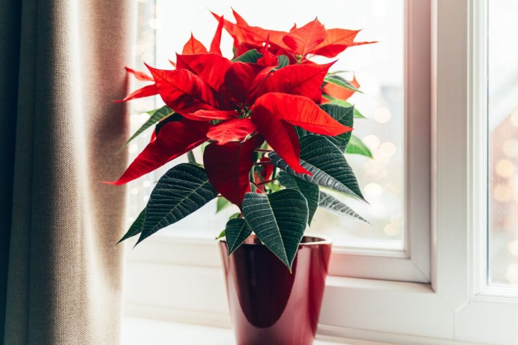 Puansetija 5 | Derlingas.lt Laistymas ir drėgmė