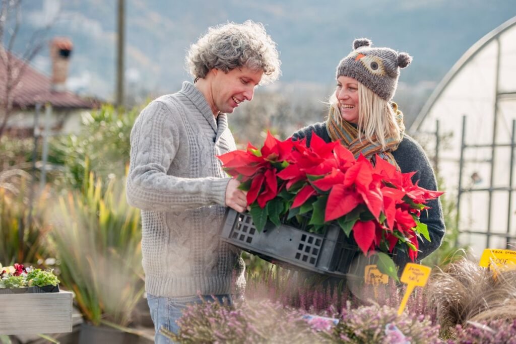 Puansetija 6 | Derlingas.lt Puansetija: į ką atkreipti dėmesį parduotuvėje?