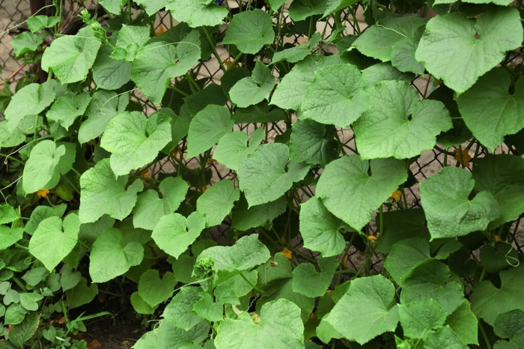 Tvorų tvirtinimo elementai | Derlingas.lt Tvorų tvirtinimo elementai