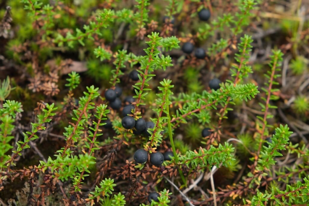 Kur naudinga varnauogė?