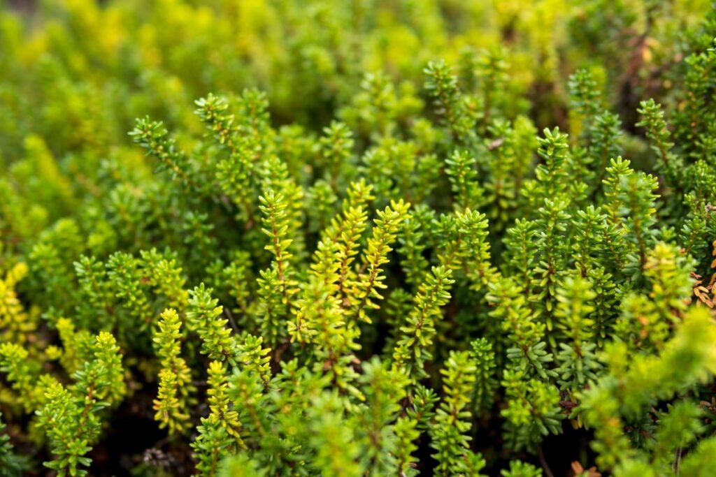 Varnauogės auginimas ir priežiūra