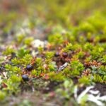 Varnauogė – mažas krūmokšnis, sukuriantis įstabų vaizdą sode. Ar galima valgyti jos uogas?