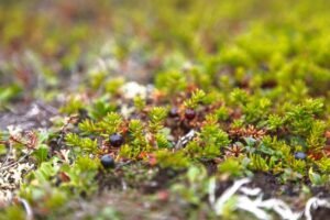 Varnauogė – mažas krūmokšnis, sukuriantis įstabų vaizdą sode. Ar galima valgyti jos uogas?