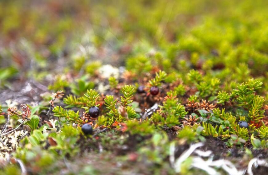 Varnauogė – mažas krūmokšnis, sukuriantis įstabų vaizdą sode. Ar galima valgyti jos uogas?