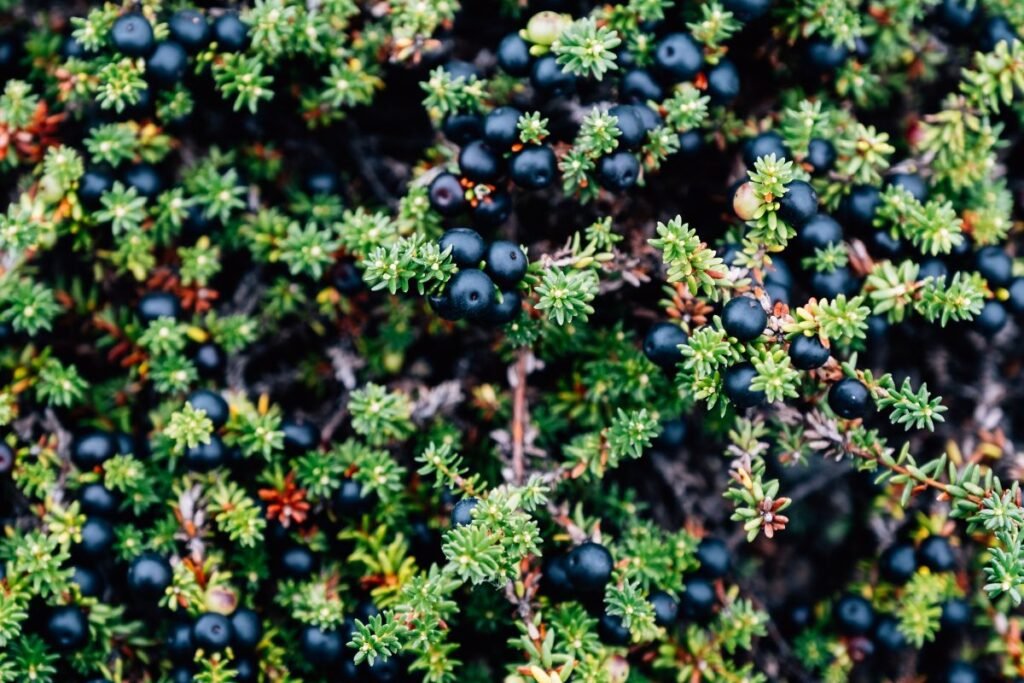 Varnauogės išvaizda ir botaninės savybės