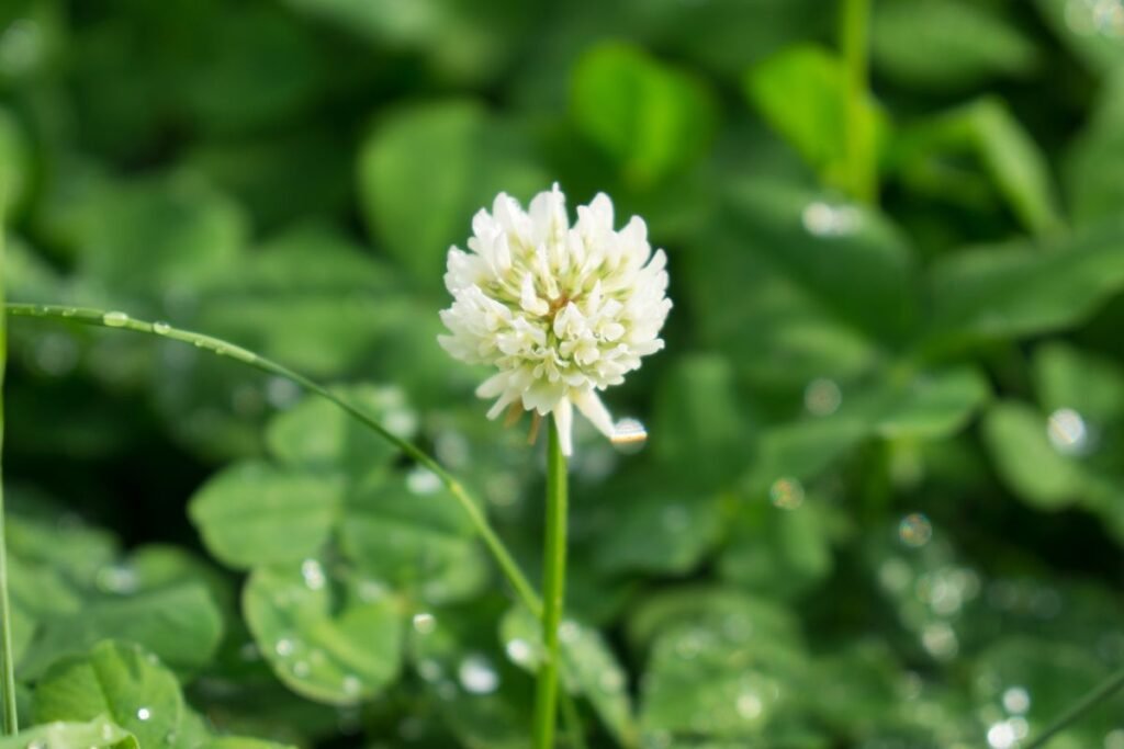 Baltųjų dobiliukų išvaizda ir botaninės savybės