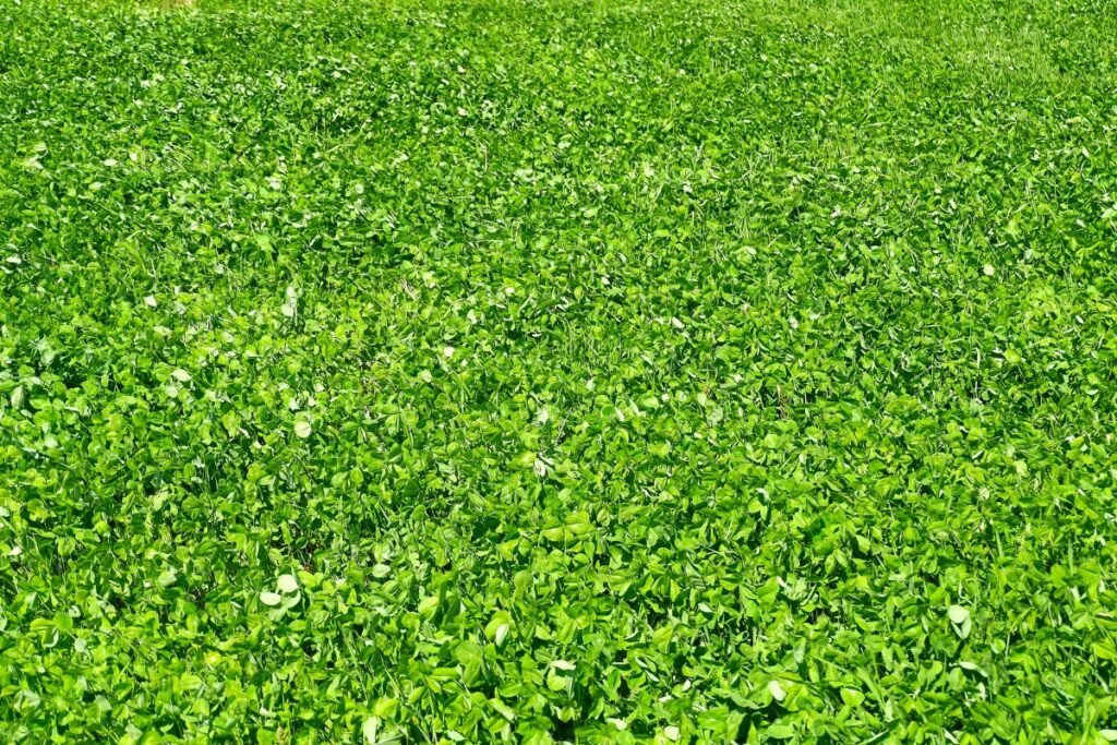 Kaip ir kada sėjami baltieji dobiliukai?