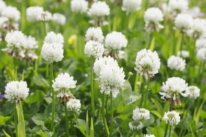 Baltieji dobiliukai – universalus augalas pievoms, ganykloms ir žaliajai trąšai. Nauda didelė, o priežiūra itin paprasta