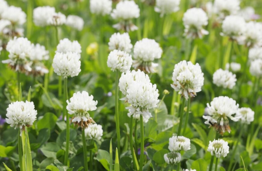 Baltieji dobiliukai – universalus augalas pievoms, ganykloms ir žaliajai trąšai. Nauda didelė, o priežiūra itin paprasta