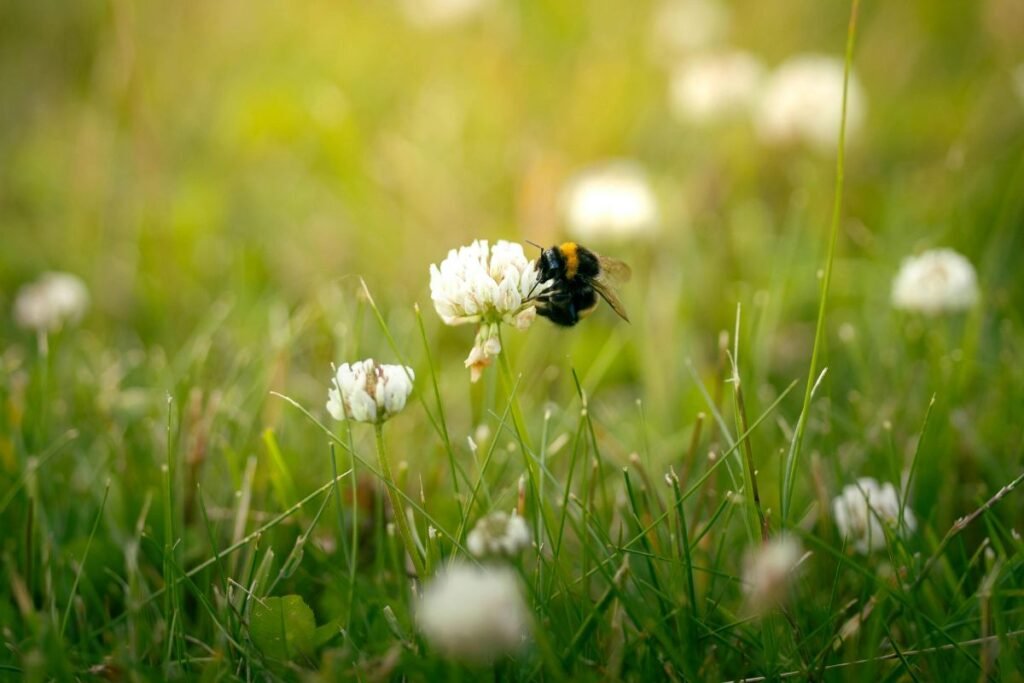 Kuo naudingi baltieji dobiliukai?