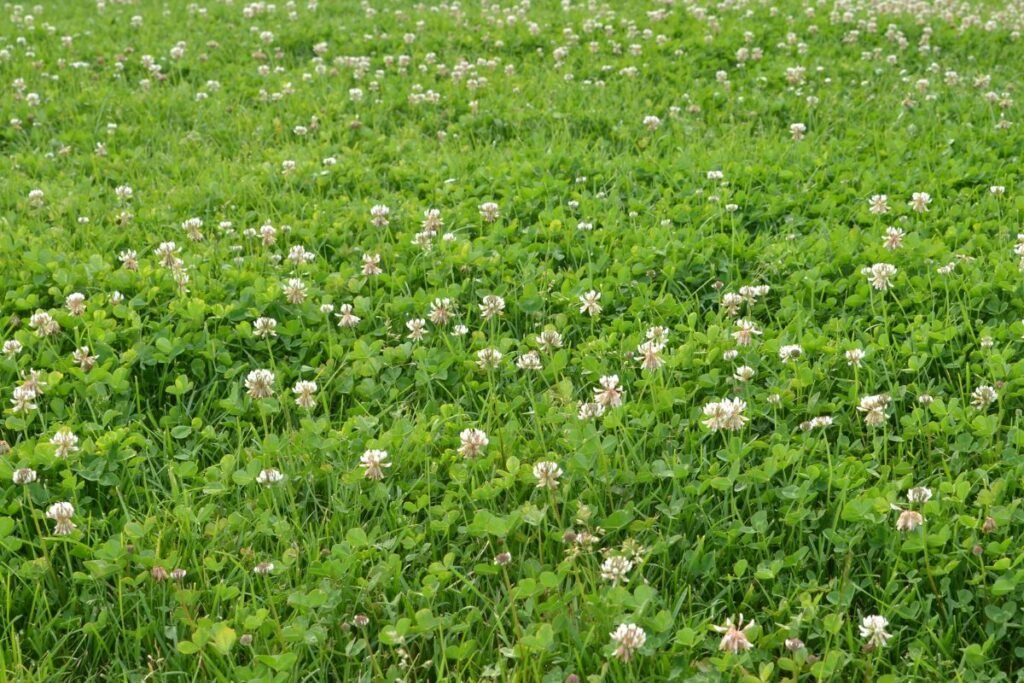 Kaip dauginami baltieji dobiliukai?