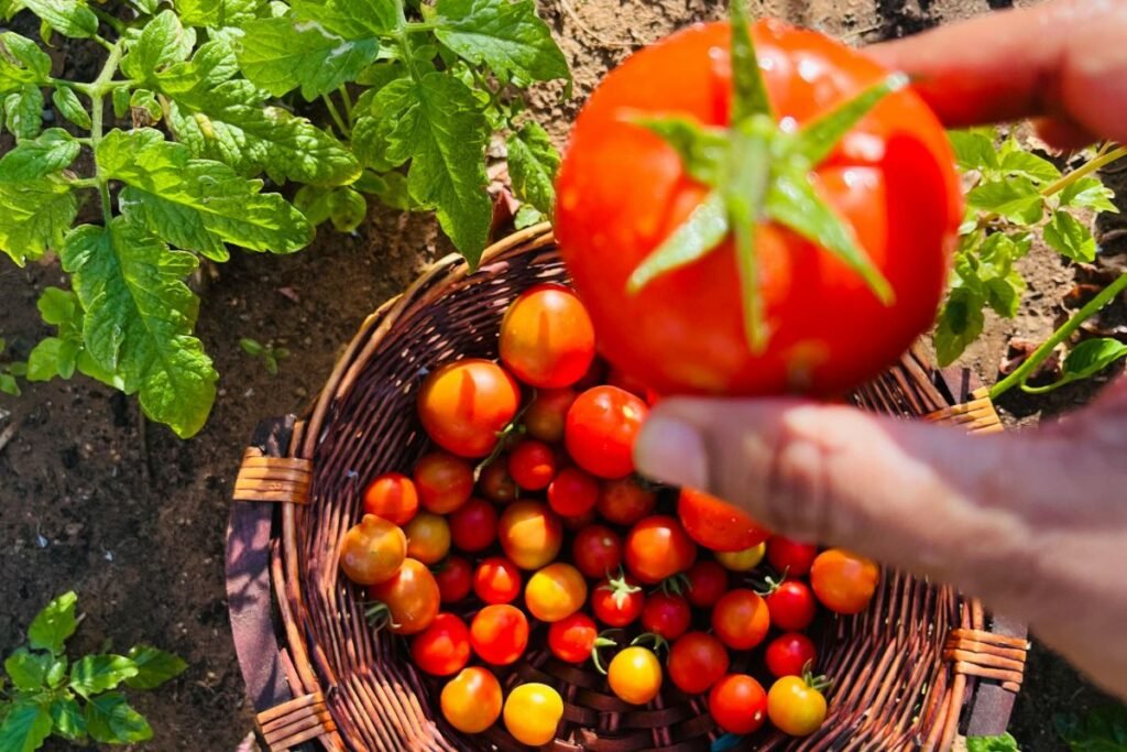 Indeterminantiniai pomidorai, determinantiniai pomidorai