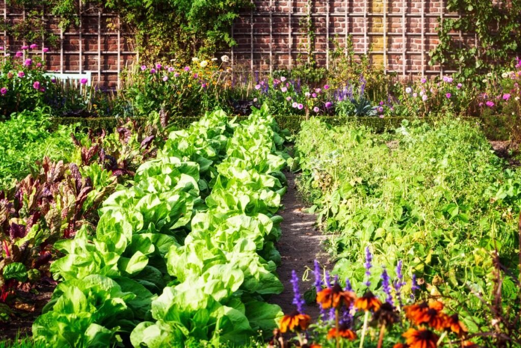 Daržo planas – kelias į sėkmę