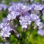 Facelija – ne šiaip gėlė. Kodėl ją renkasi bitininkai ir ekologiniai ūkiai?