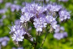 Facelija – ne šiaip gėlė. Kodėl ją renkasi bitininkai ir ekologiniai ūkiai?