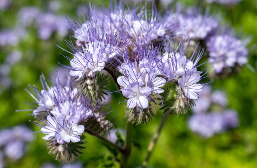 Facelija – ne šiaip gėlė. Kodėl ją renkasi bitininkai ir ekologiniai ūkiai?