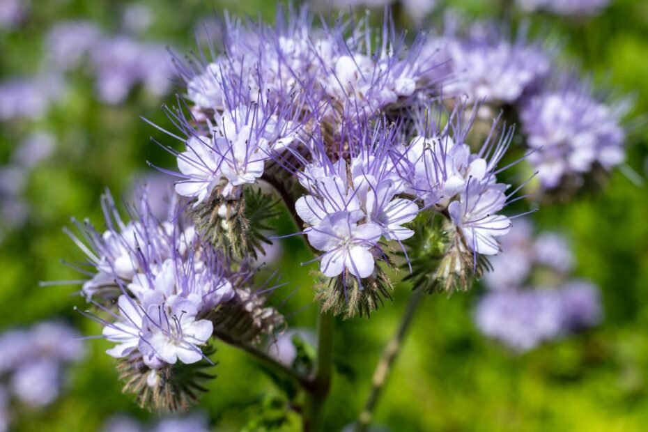 Facelija – ne šiaip gėlė. Kodėl ją renkasi bitininkai ir ekologiniai ūkiai?