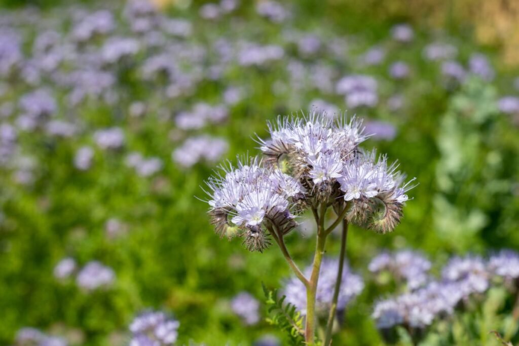 Facelijos ligos ir kenkėjai. Facelija