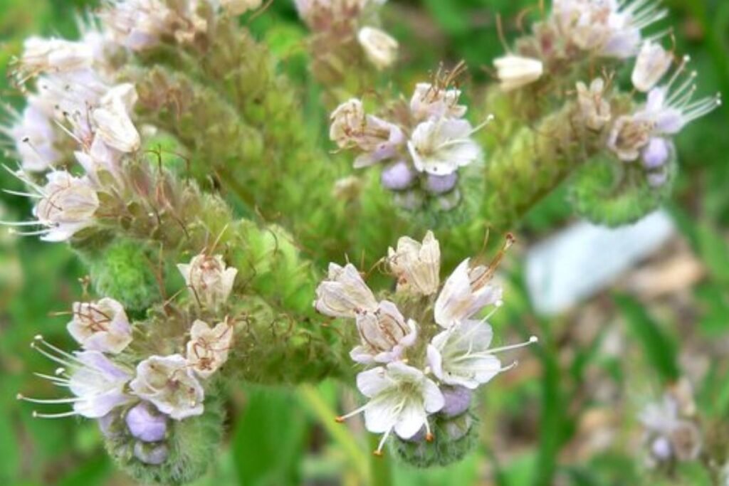 Facelijos auginimas ir priežiūra