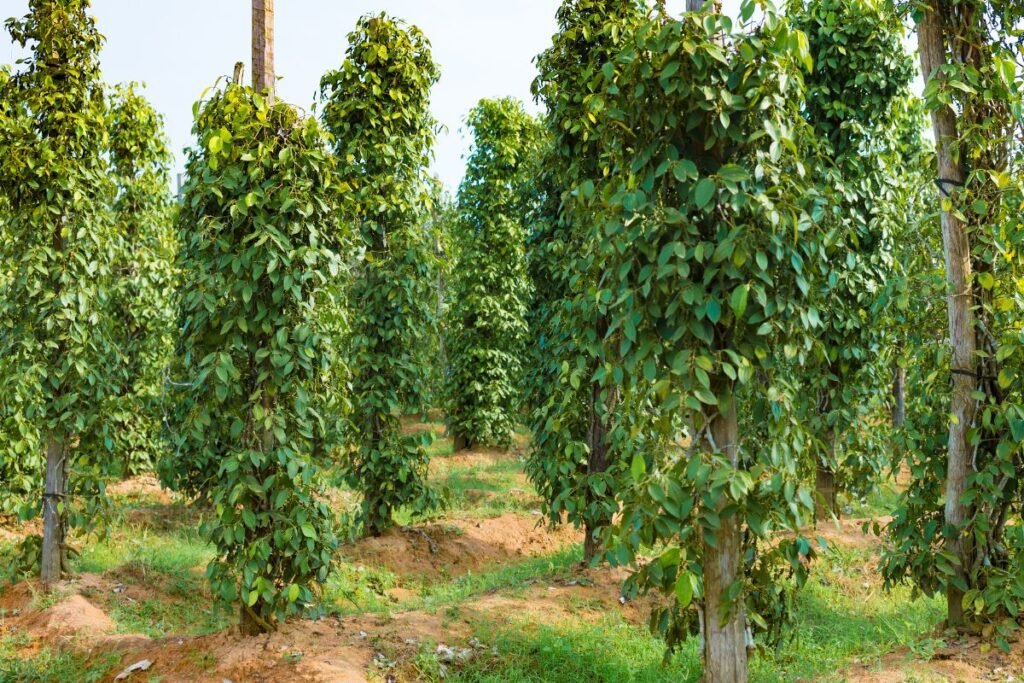 „Juodasis auksas“ – valiuta, kurią saugojo ginkluoti sargybiniai