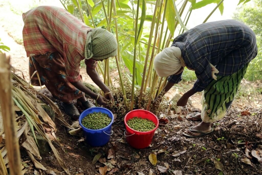 Kardamono derlius: kodėl tai vienas sunkiausiai užaugamų prieskonių?