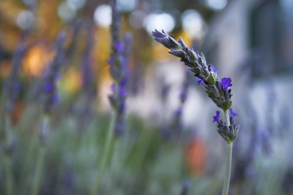 Levandų sėklų daiginimas