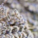 Levandų sėklų daiginimas