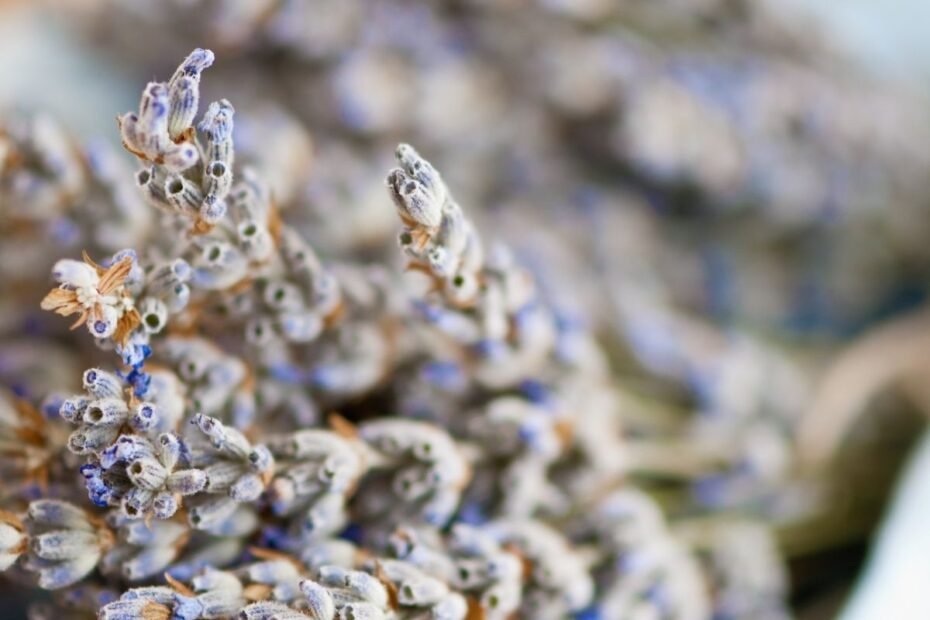 Levandų sėklų daiginimas