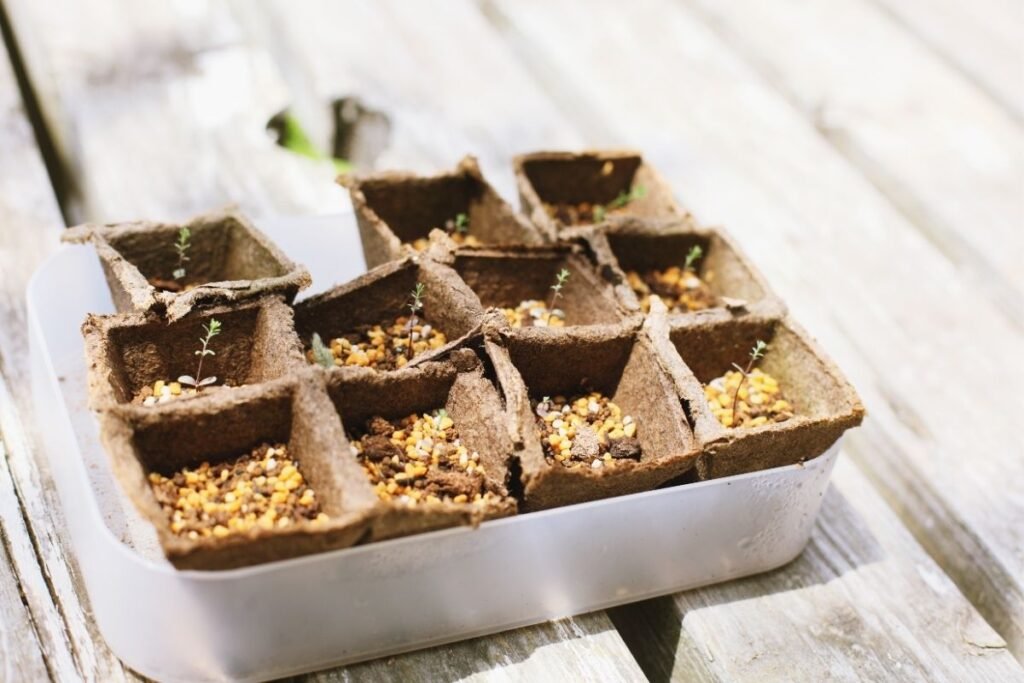 Levandų sėklų daiginimas