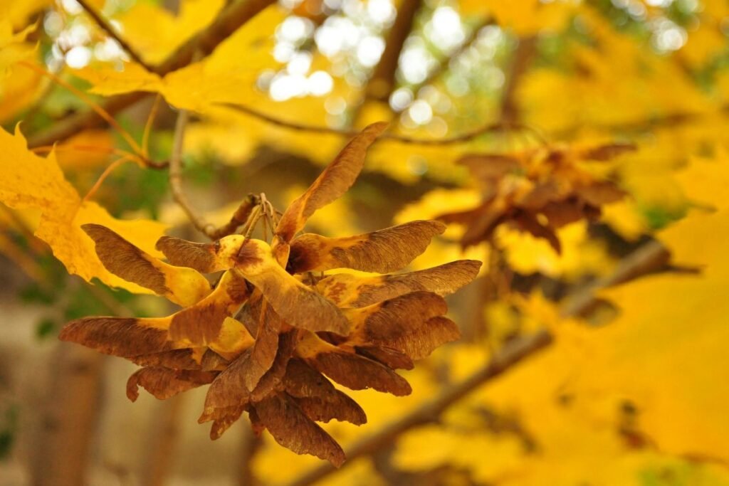 Tinkamas laikas rinkti ir sėti medžių sėklas pagal rūšį