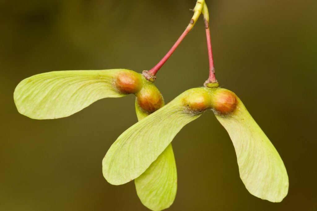 Kodėl vietinės medžių sėklos labiau vertos dėmesio?