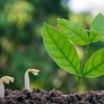 Medžių sėklos: kaip patiems užsiauginti mišką ar sodą nuo pačios pirmosios sėklos iki medžio?