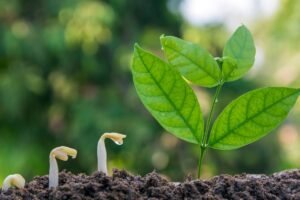 Medžių sėklos: kaip patiems užsiauginti mišką ar sodą nuo pačios pirmosios sėklos iki medžio?