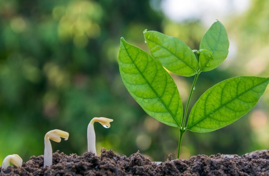 Medžių sėklos: kaip patiems užsiauginti mišką ar sodą nuo pačios pirmosios sėklos iki medžio?